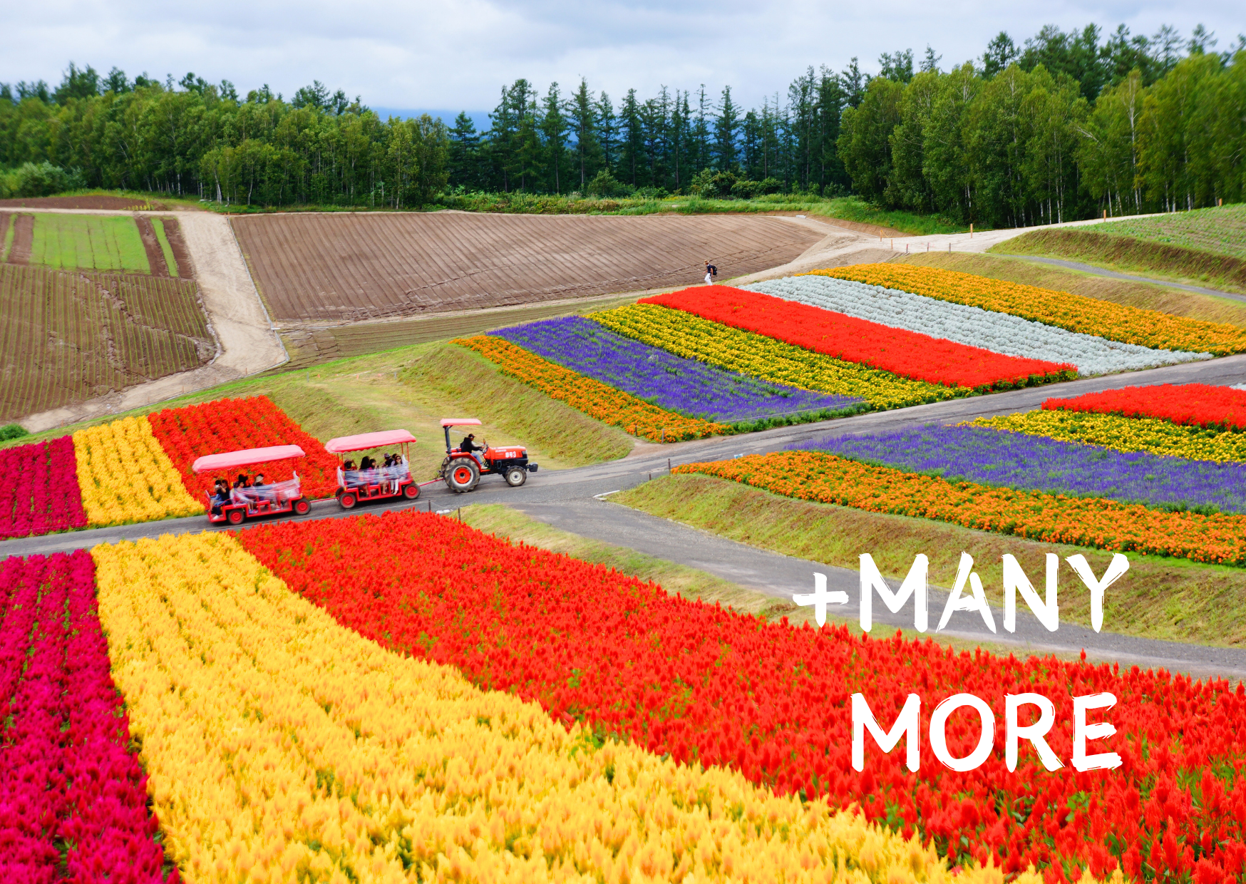 Scenic view of vibrant flower fields in Hokkaido, Japan during summer with tractors and colorful blooms showcasing regional beauty.